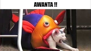 MEMES VARIADOS #158