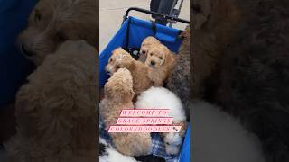 Check out GraceSpringsGoldendoodles.com to see how to bring home a Goldendoodle puppy. 😍 #sponsored