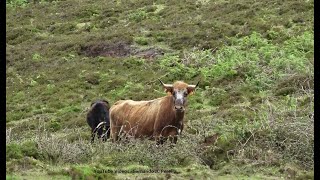 As Vacas Bravas Da Criação Do Rosto - Ganadaria AL - Ilha Terceira - Açores