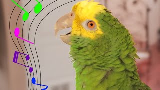 My Amazon Parrot SINGS  'Somewhere Over The Rainbow'