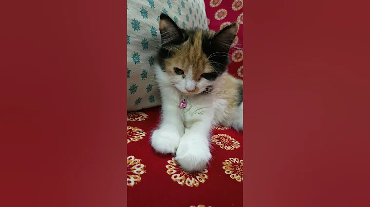 Video 10967751: persian cat calico kitten