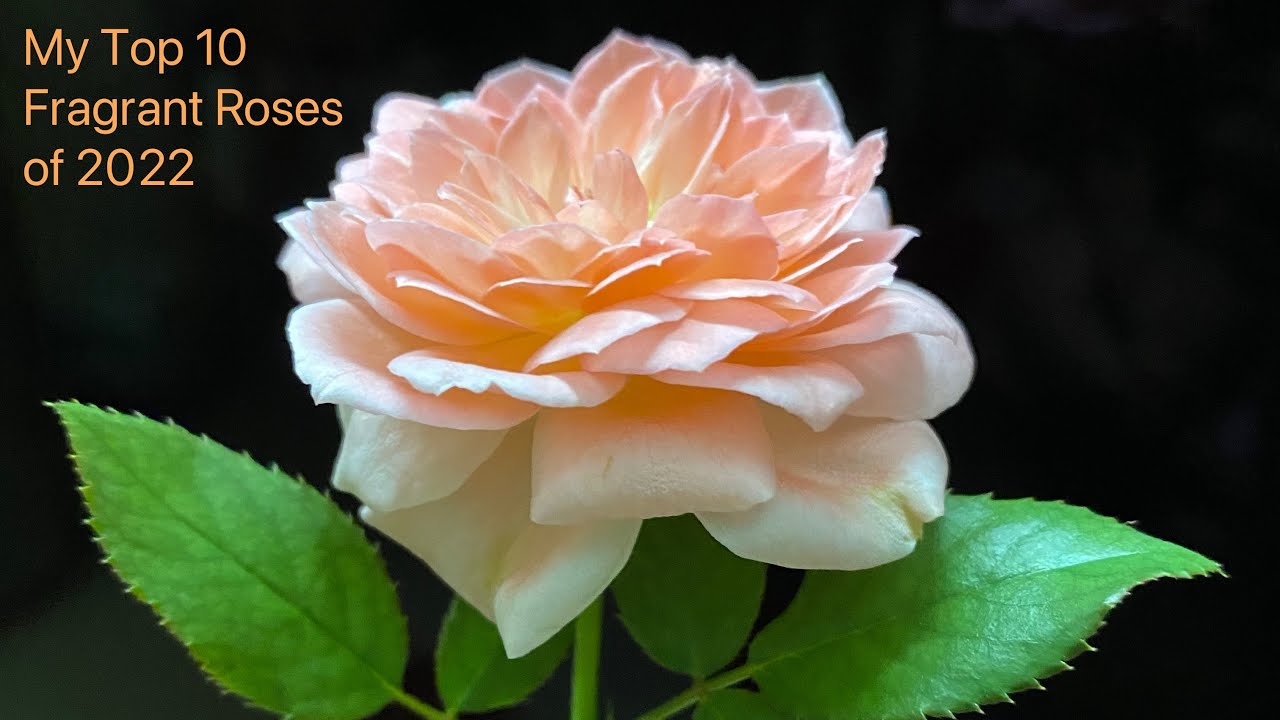 Top 10 Fragrant Roses in my Terrace Garden in 2022 - YouTube