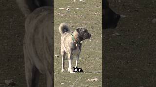 THE KANGAL IS BANNED IN CERTAIN COUNTRIES ‼️🐺