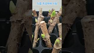토종 두릅 촉성 재배 1차 도전#두릅#토종수국차나무#수국차#감로차#산소삽목기#삽목