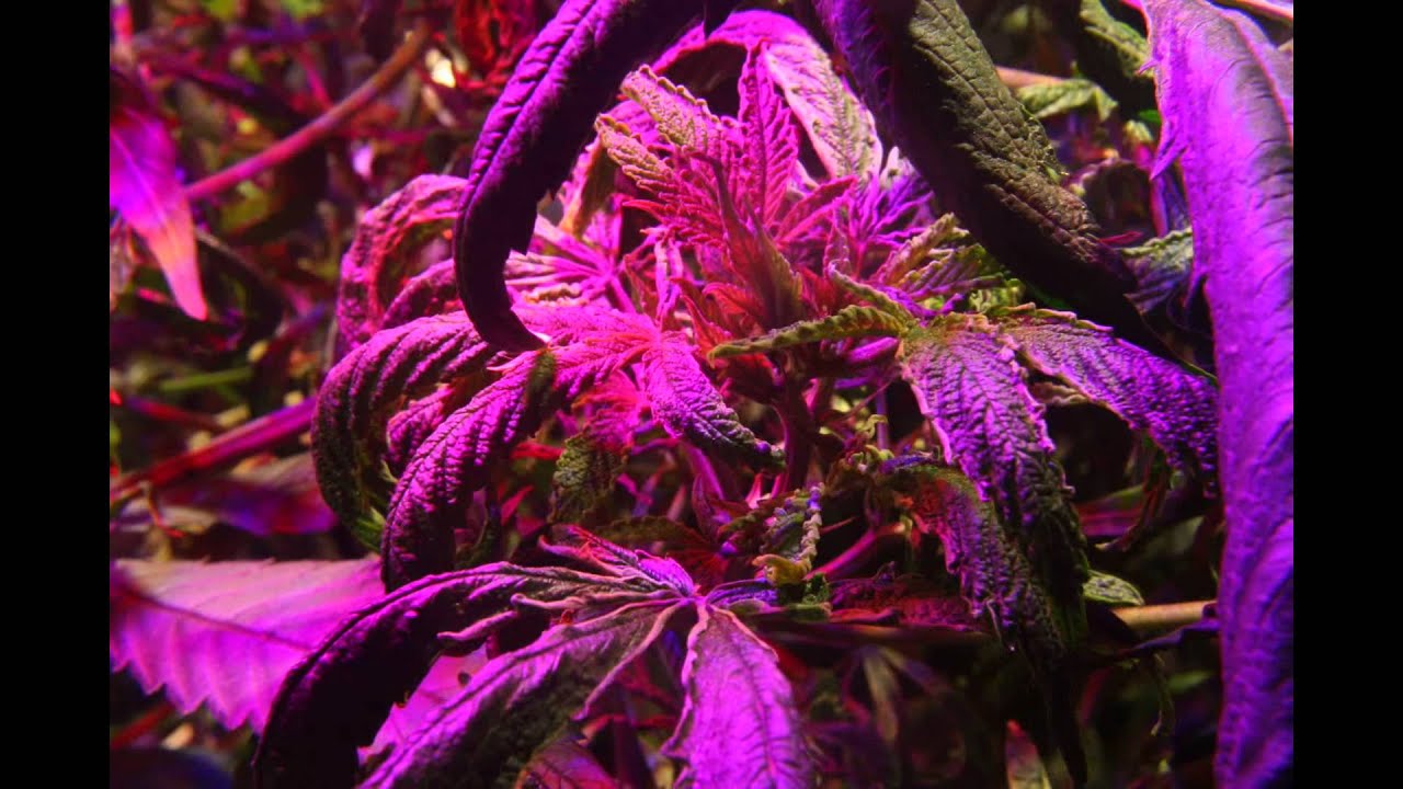 Too much fertilizer (floranova grow in this case)