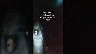 Dolphin Fun Fact