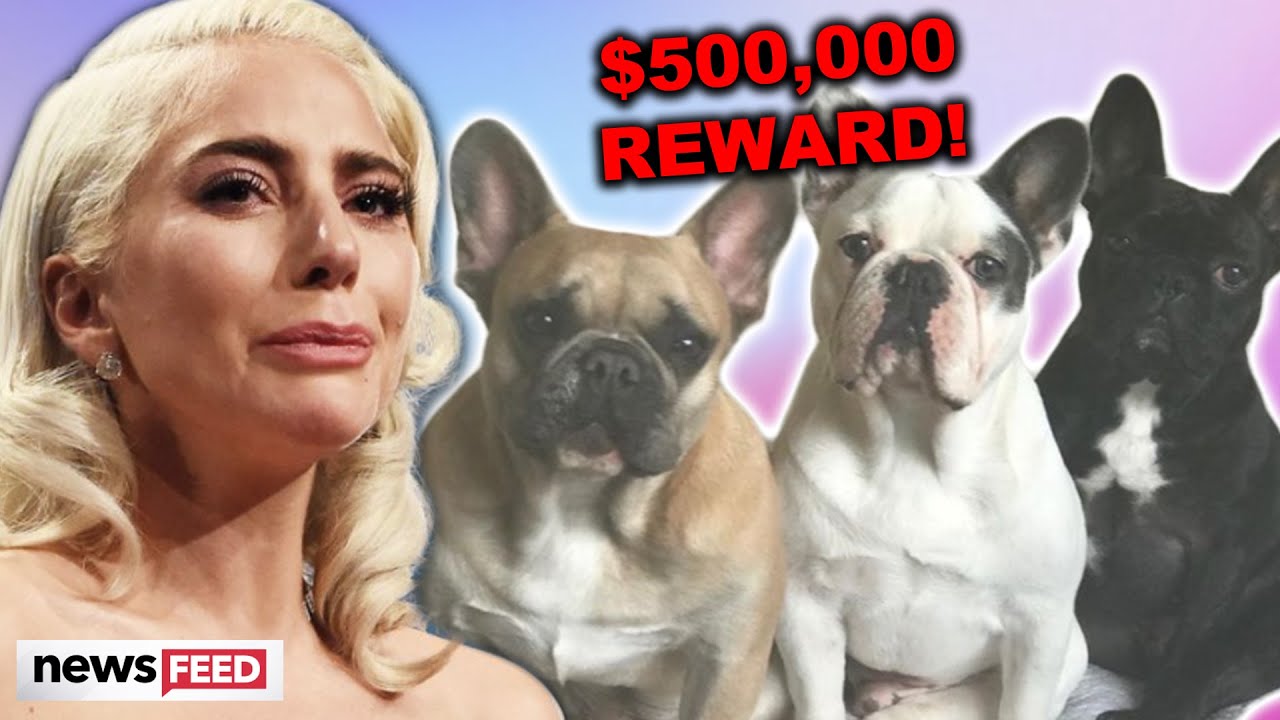 Lady Gaga CRITICIZED For Stolen Dog Reward!