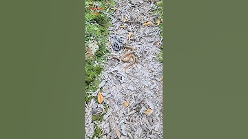 Rắn cạp nia cực độc săn mồi #동물키우기 #뱀 #국립생물자원관