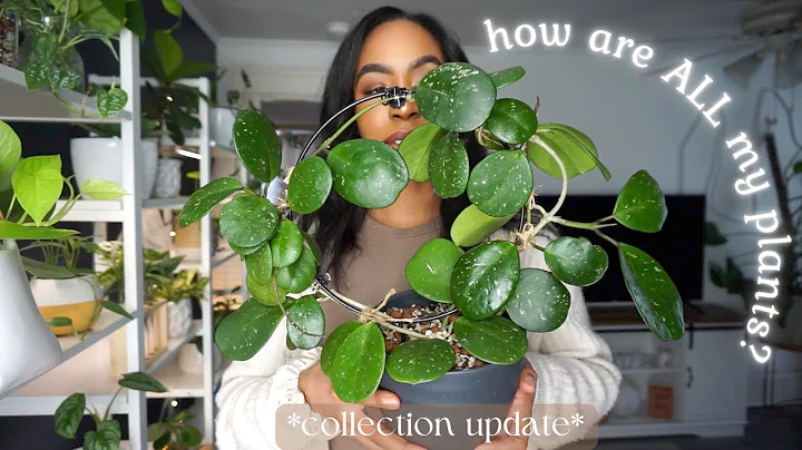 Slightly Chaotic Houseplant Collection Update | le...