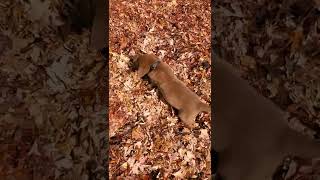 Tucker helping us mulch the garden with leaves.