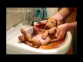 MOVIE: Pharaoh hound puppies from Kennel DIOR TALENT first litter (from birth to leaving new homes)
