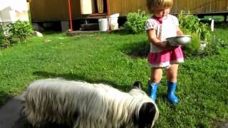 Полинка и скай терьеры. Полинка и скай терьеры.