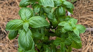Amending veggie garden soil to fight root knot nematodes-RECORDED 09/29/2026