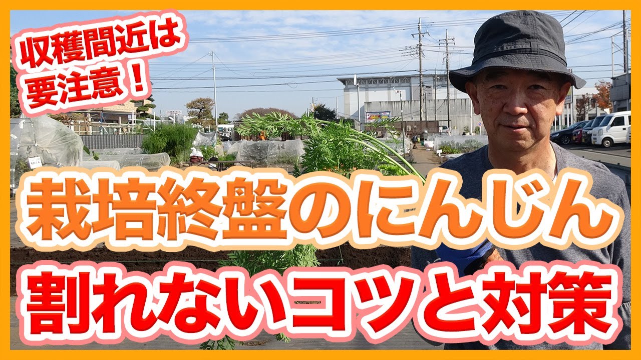 家庭菜園や農園のニンジン栽培で収穫間近は要注意！栽培終盤で人参が割れないコツと対策を徹底解説！【農家直伝】/Tips for growing carrots without splitting.