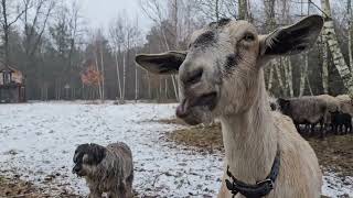 Life in the village. Wet snow does not interfere with household chores.