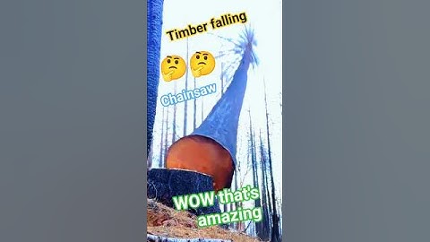 Big timber tree Stihl chainsaw cutting #tree #falltree #fall #falling #shortsfeed #shorts