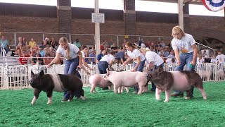 FFA Market Swine – Fair 2022