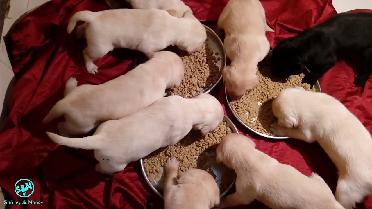 food eating puppies and playing day 22