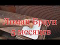 Ломан Браун 5 месяцев // первое яйцо