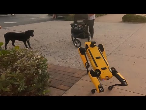 Robot Dog meets Real Dog  // Scrappy's Adventures