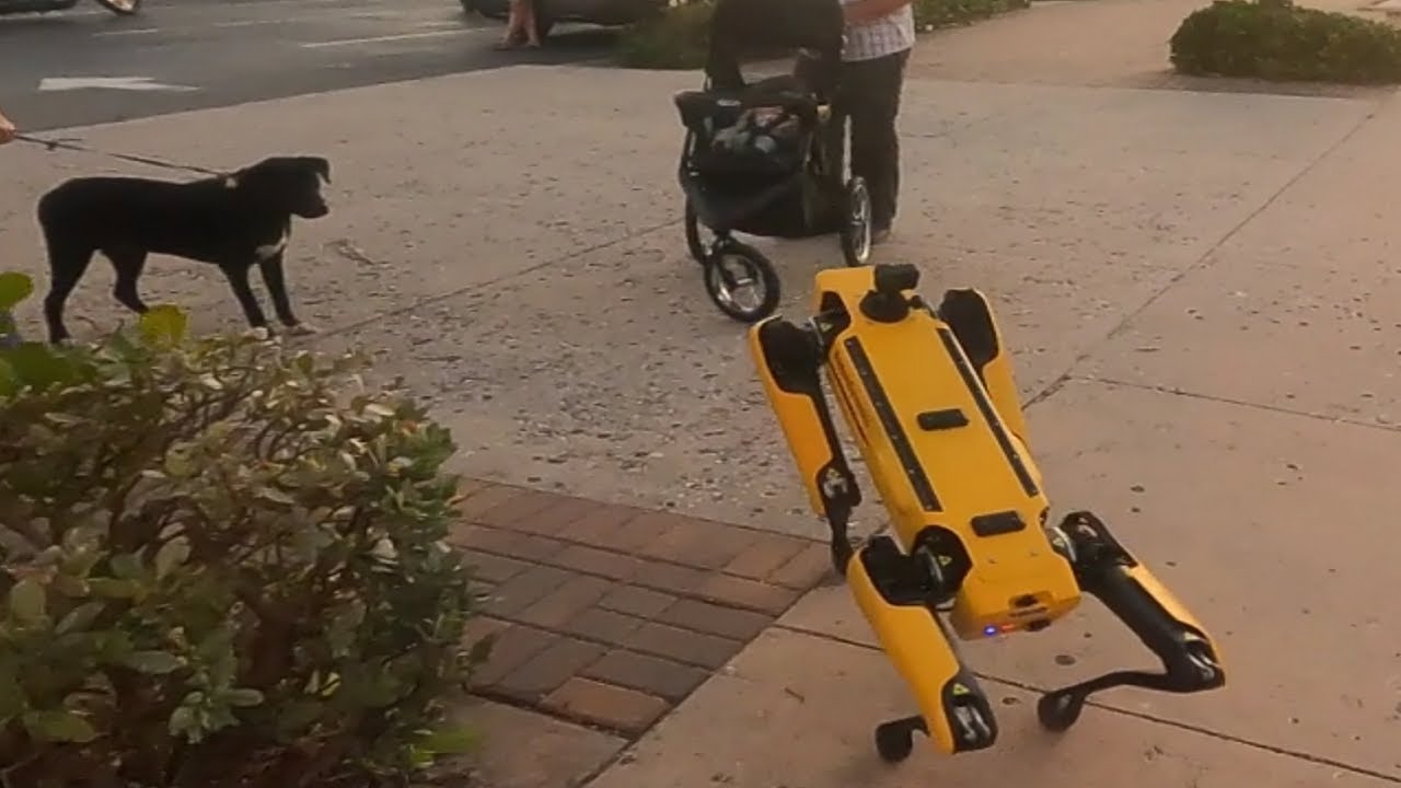 ⁣Robot Dog meets Real Dog  // Scrappy's Adventures