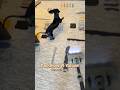 Dog vs Vacuum Cleaner