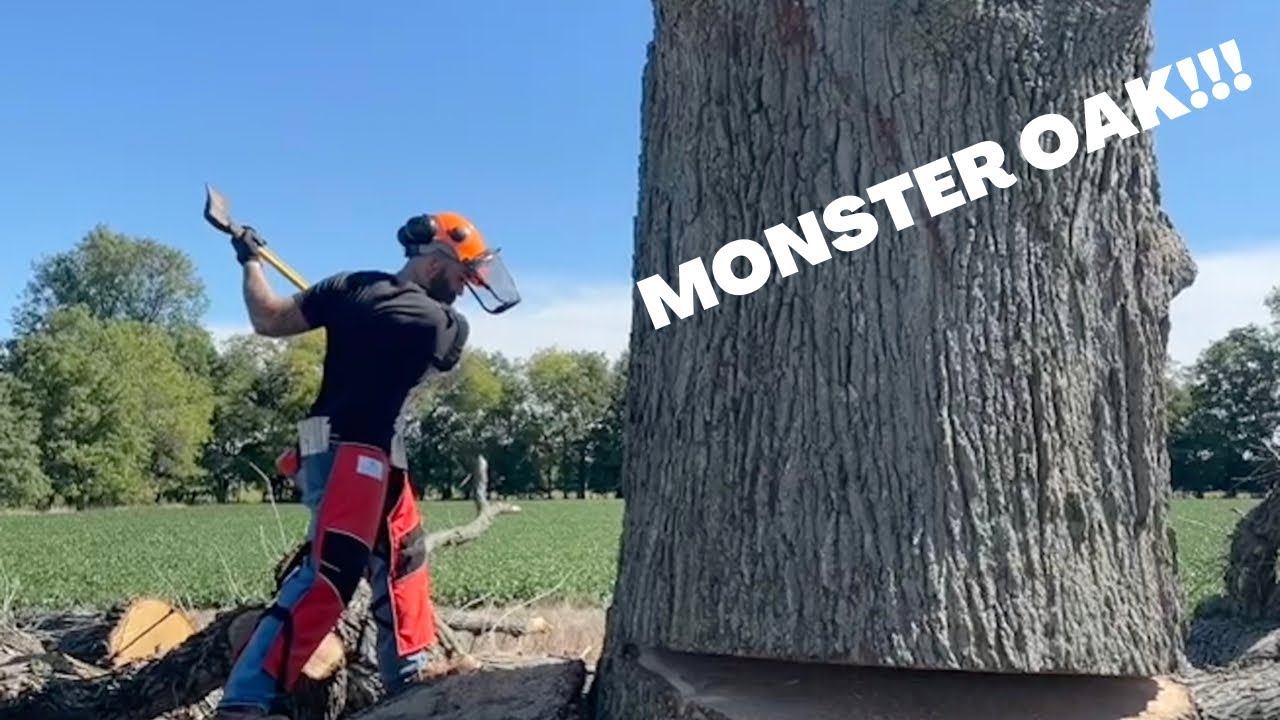 Cutting down a MONSTER Oak tree with a Stihl 661 Magnum right out of ...