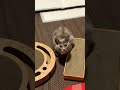 生まれて初めて猫パンチを覚えた猫の最後が...🐈#猫
