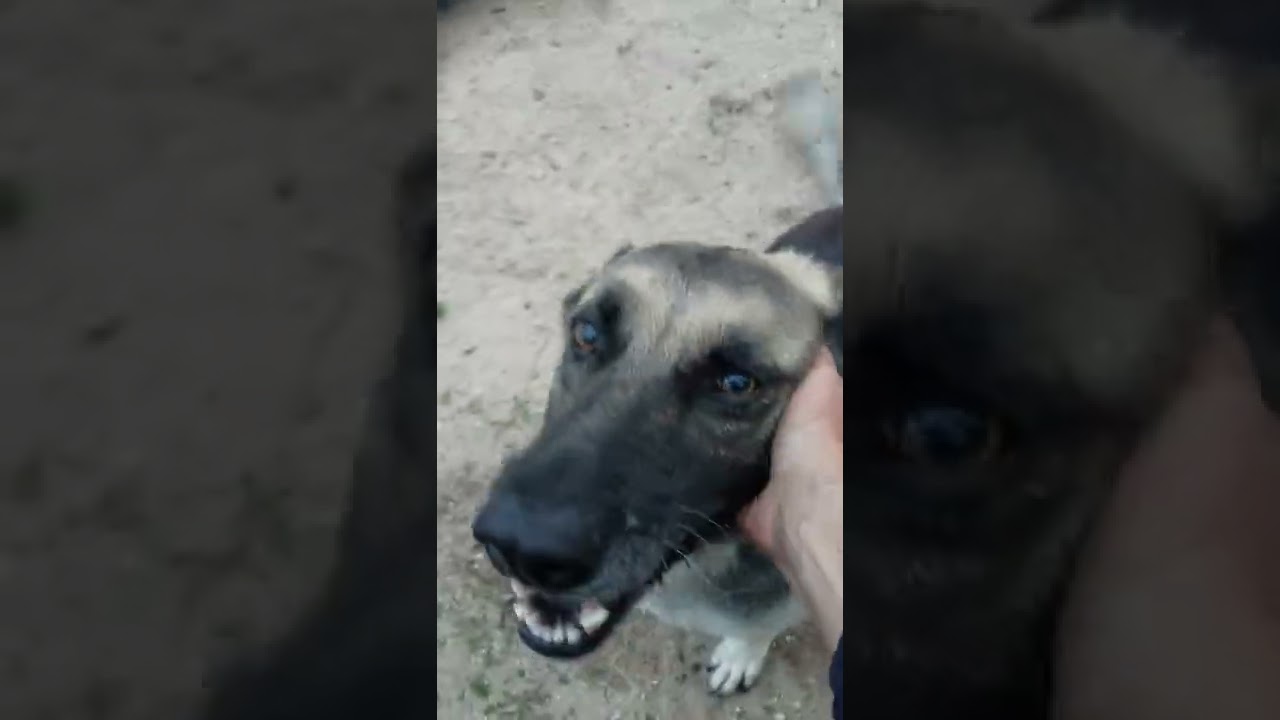 #87🐺8-8-2022😻Are Dogs Smarter than Cats? Will Karly, say, "MaMa," like Meatball, the Calico Cat?