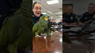 Rocky Rejects a Police Officer’s Marriage Proposal! 😂🦜🚔 #parrot #police #talkingparrot #comedy #fyp
