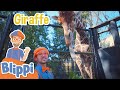 Learning zoo animals for kids with blippi  more blippi episodes  educationals for children