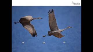 Webinar: Sandhill Crane Behavior Basics with Rowe Sanctuary