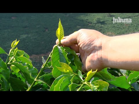 Vídeo: Variedades da Colocasia para a Zona 6: Escolhendo as Orelhas de Elefante para os Jardins da Zona 6