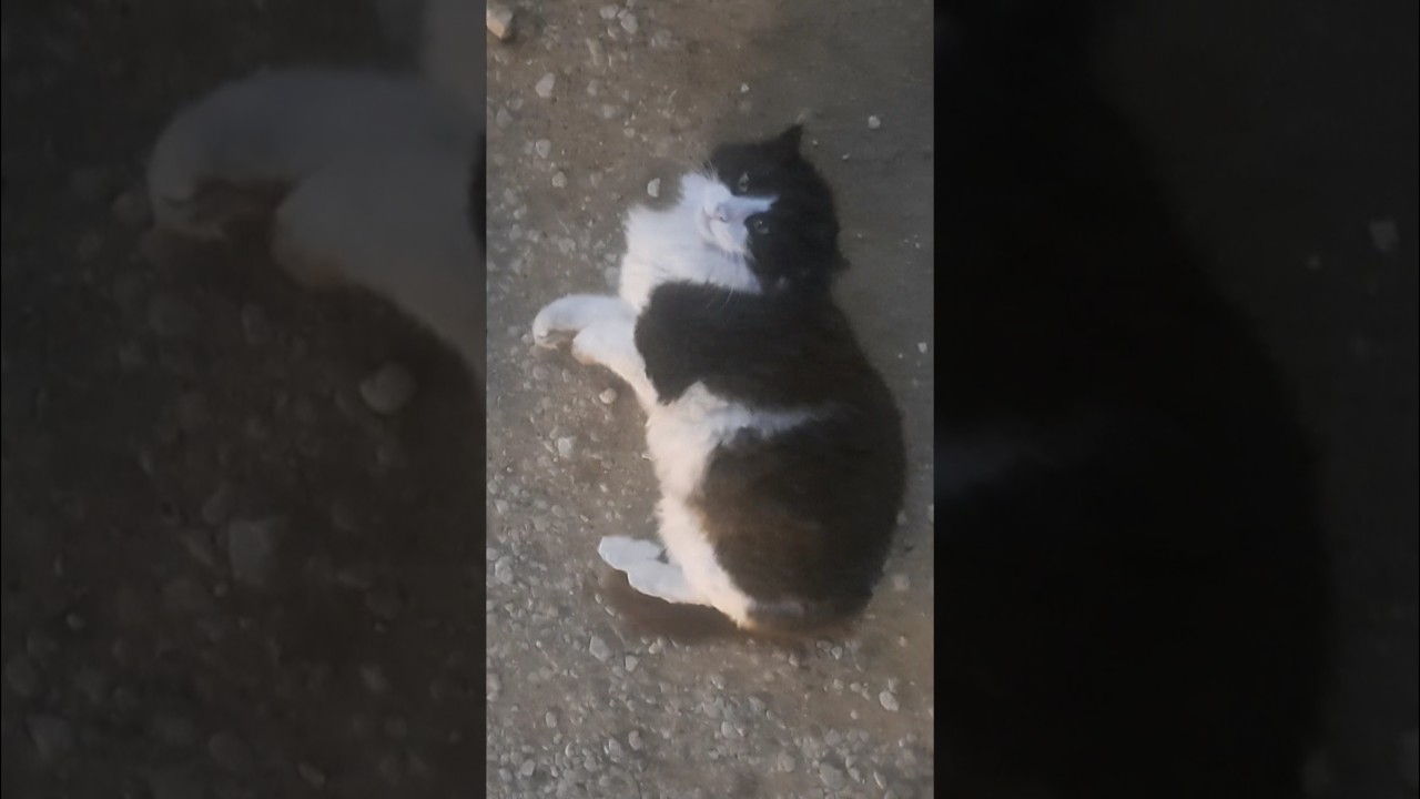 cute fluffy chubby stray cat 🐈 🥰