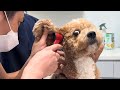 Cute Puppies Are Totally Shocked During The Vet Checkups 🤣 Funniest Dog Reactions!