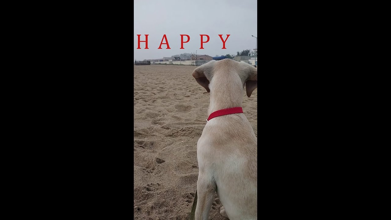 HAPPY | Vertical Film | Vertical Film Festival