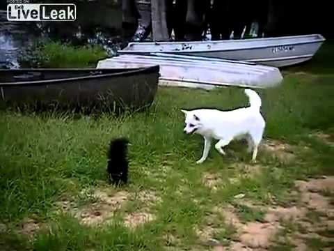 Video: Când Skunks ataca câinele tău