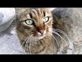 頑張ったジュニア！ 私、負けた～猫使い現れる！w