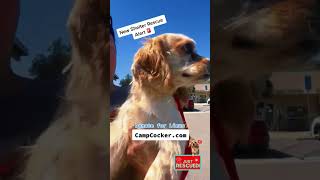 New shelter dog rescue alert 🚨 meet Linus 💖#shelterdogs #shorts #cockerspaniels