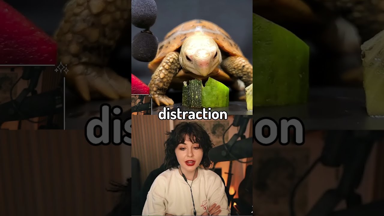 tiny turtle tortoise asmr