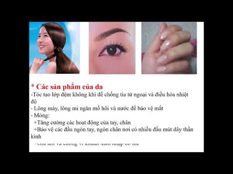 Sinh Học 8 - Tuần 24 - Chủ đề: Da