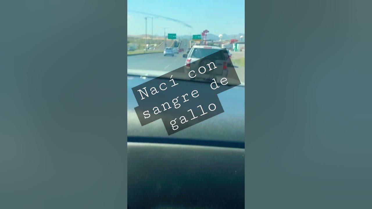 Nací con sangre de gallo / huracanes 2023 Marungo45 suscríbete Nací con sangre de gallo / huracanes 2023 Marungo45 suscríbete