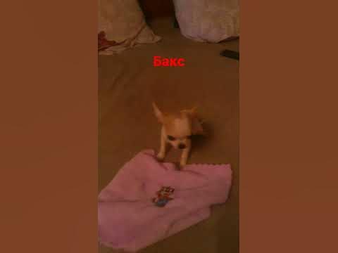 Бакс - YouTube