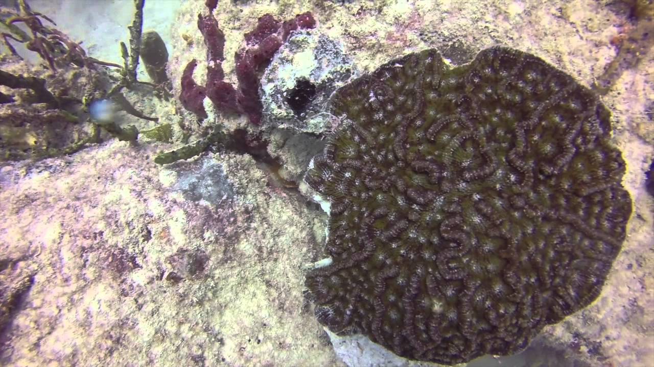 Miami Coral Rescue Mission | Coral Transplantation | 2014