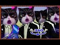 Adopt poor stray cats 【Kitten Match】 in the Coffin dance style meme VR 360°