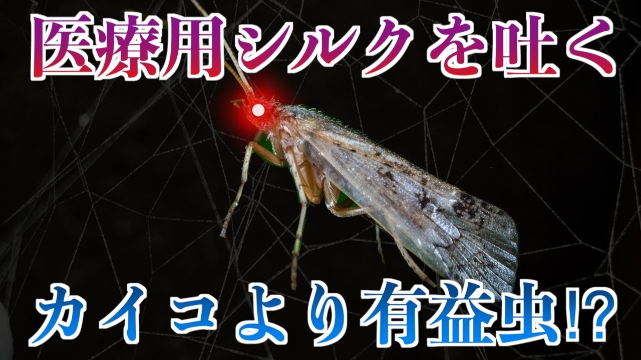 【ゆっくり生物】プラスチックもナノ分解できる「トビケラ」とは？再生医療に使われるシルクネットがすごすぎた！