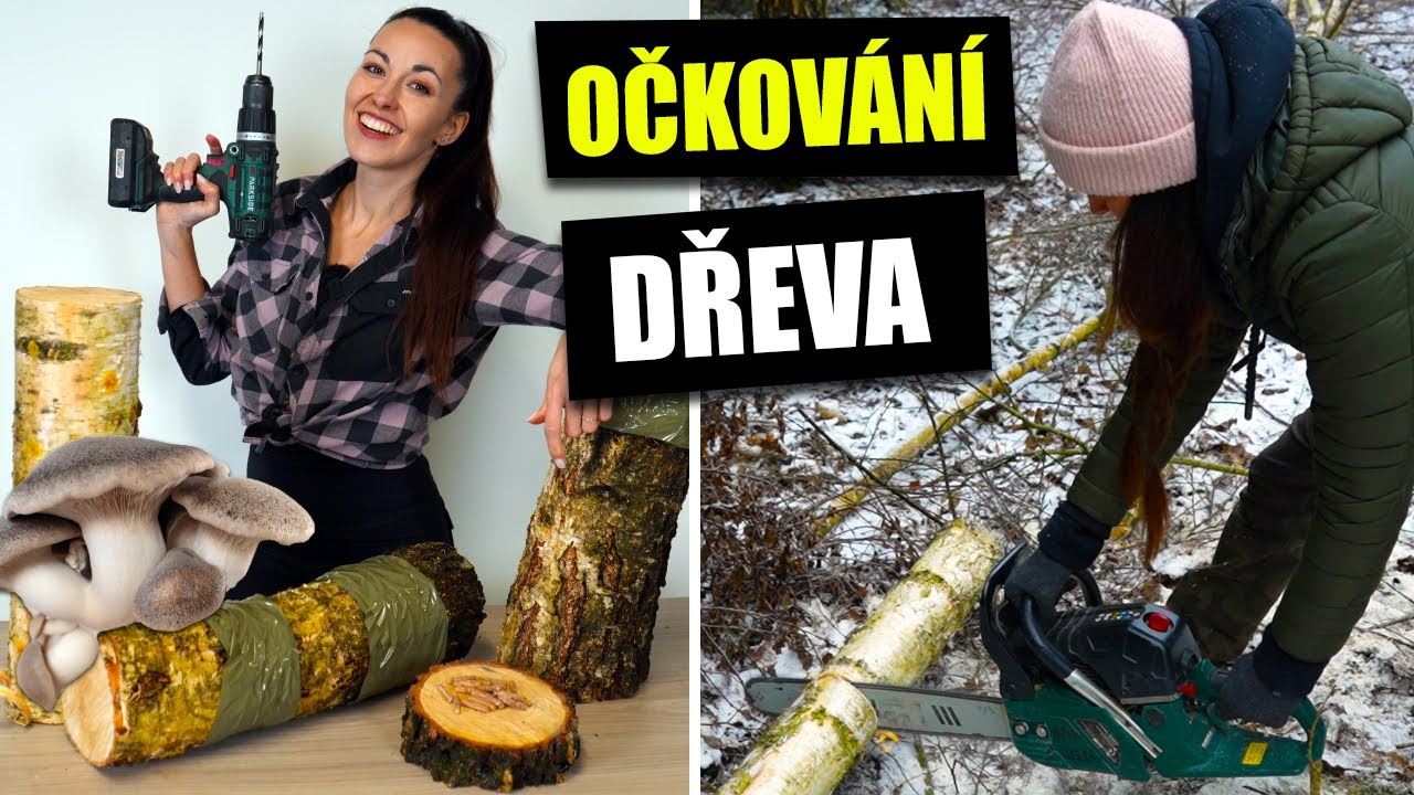 Jak naočkovat dřevěné špalky? Kolíčková a zrnitá sadba hlívy
