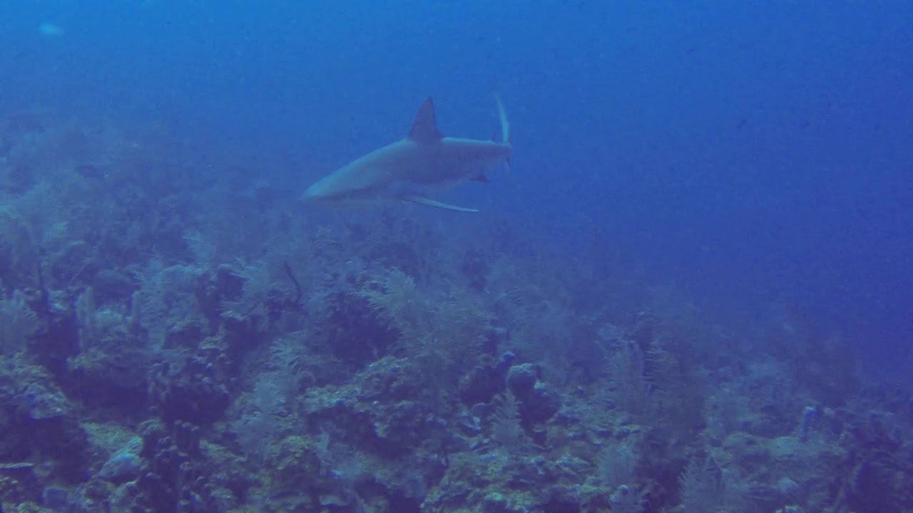 4 Reef Sharks St. Kitts YouTube