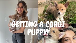 GETTING A PUPPY VLOG: Picking Up Our Corgi Puppy!
