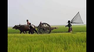 Nocopyright Background Music For Village Vlog & Travel | Soft & Cool | Sound | Sandwip | Bangladesh screenshot 5
